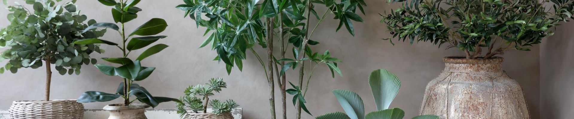 Plants & trees