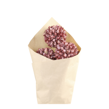 Fleur tørrede Snebold Blomster