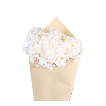 Fleur tørret Hortensia blomst