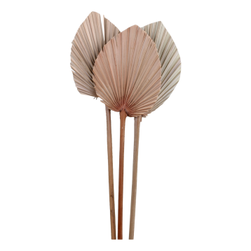 Fleur tørrede Palmeblade