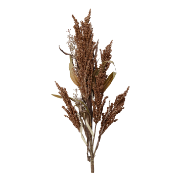 Fleur Branche avec capsules de graines