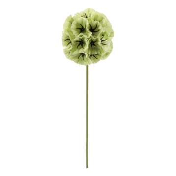 Fleur Stjerneskabiose