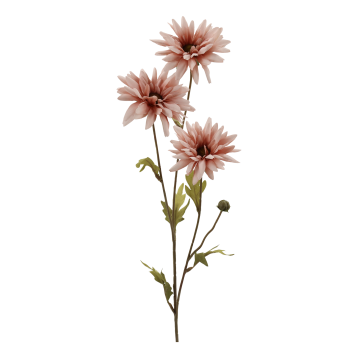 Fleur Krysantemum