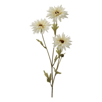 Fleur Krysantemum