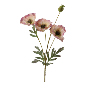 Fleur Valmue
