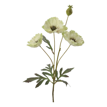 Fleur Valmue