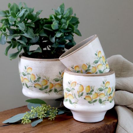Limone Blossom - Series