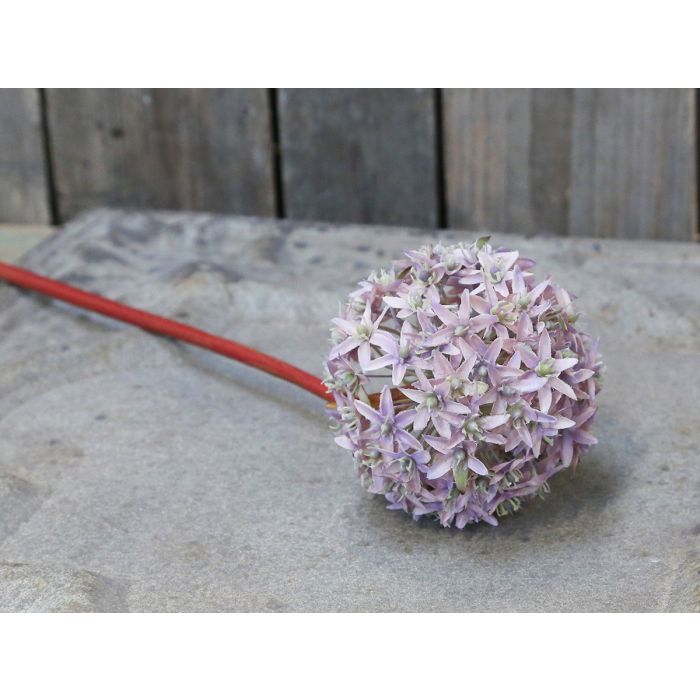 Fleur Allium 