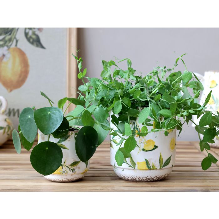 Limone Skjuler m. citronmotiv