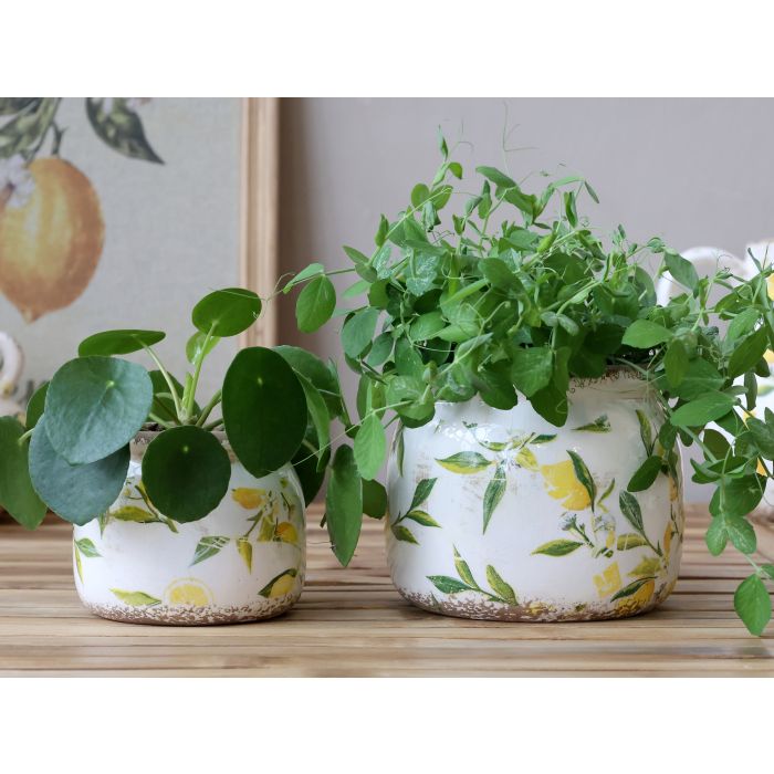 Limone Blumentopf mit Zitronenmotiv