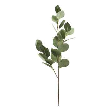 Fleur Eucalyptus gren