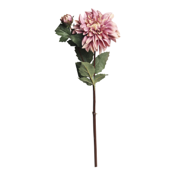 Fleur Dahlia