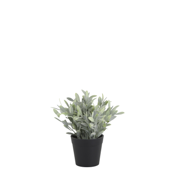 Fleur Plant