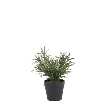 Fleur Plant