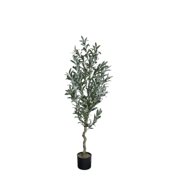 Fleur Olive Tree