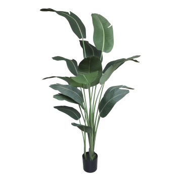 Fleur Strelitzia Plant