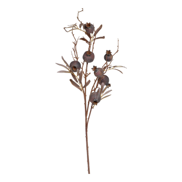 Fleur Branch w. seed pods