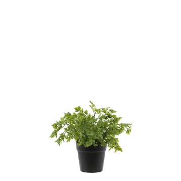 Fleur Parsley