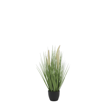 Fleur Reed Plant w. foxtail grass