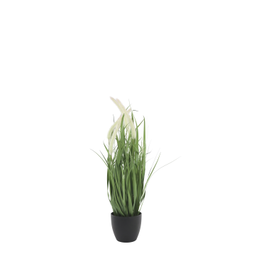 Fleur Reed Plant w. foxtail grass