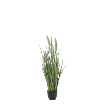 Fleur Reed Plant w. foxtail grass