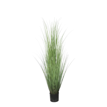 Fleur Reed Plant