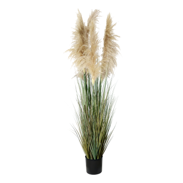 Fleur Reed Plant